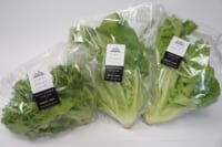 コープみらい／東京メトロ・植物工場栽培のレタス3種類取り扱い開始
