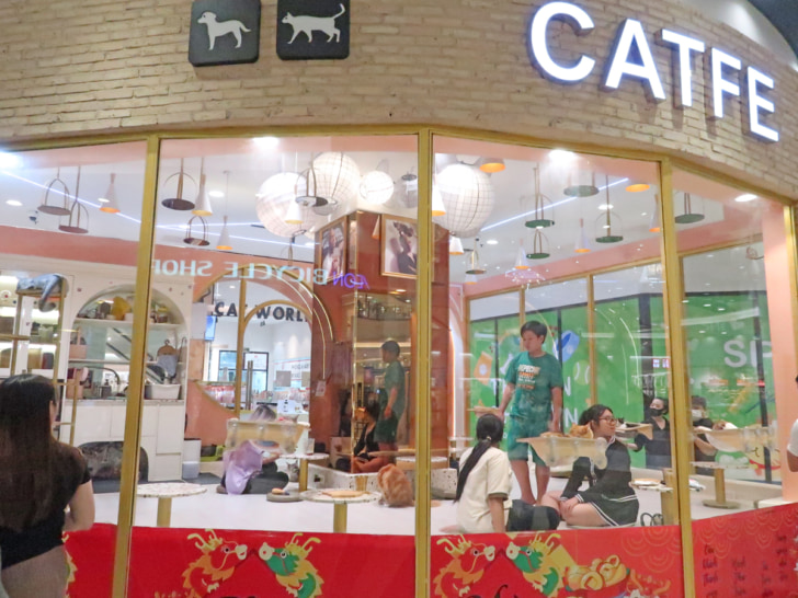 猫カフェも人気